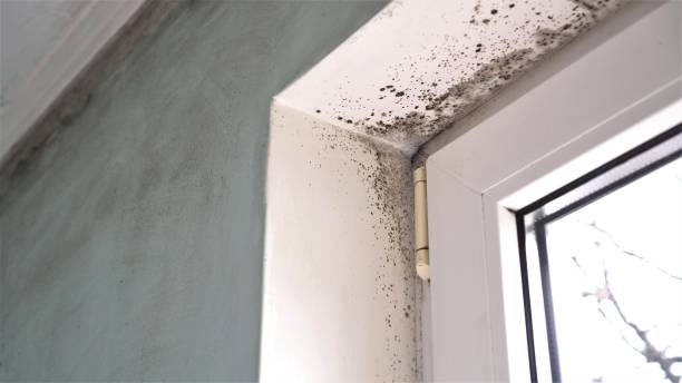 Best Local Mold Removal Service  in Goose Creek Village, VA