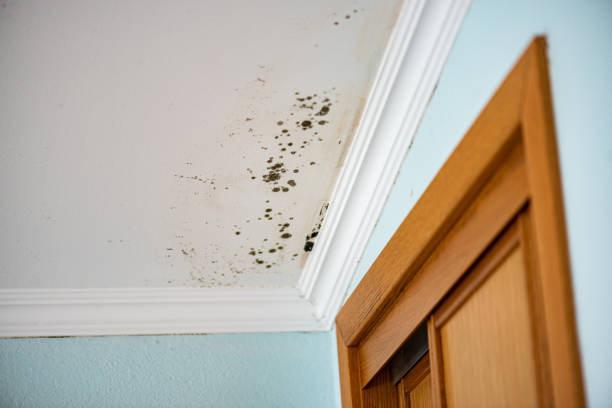 Best Commercial Mold Removal  in Goose Creek Village, VA