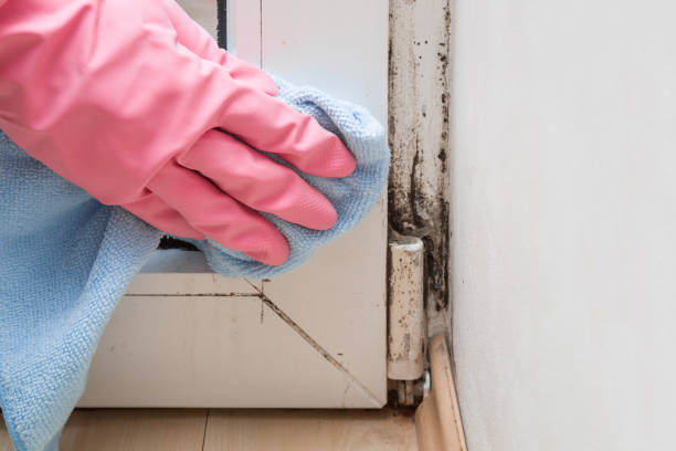 Mold Removal Process in Goose Creek Village, VA