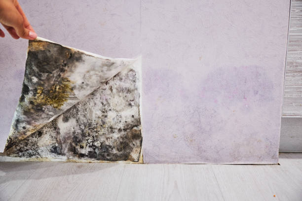 Trusted Goose Creek Village, VA Mold Removal Experts